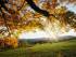 Autumn%20Leaves.jpg